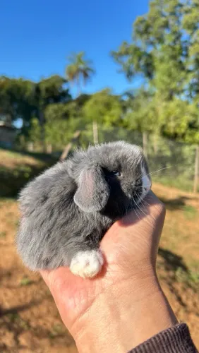 Mini coelhos