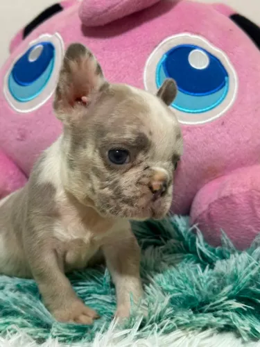 Bulldog francês fêmea
