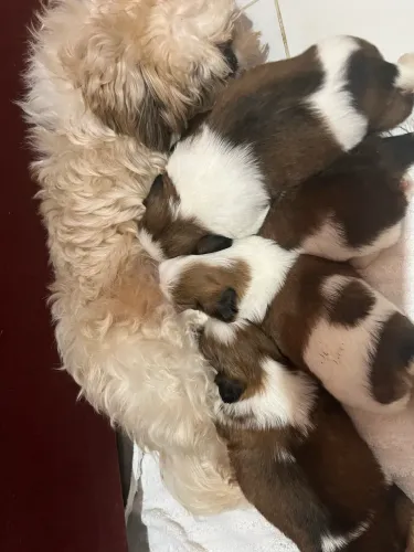 Shih tzu