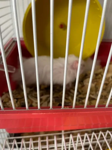 Hamister