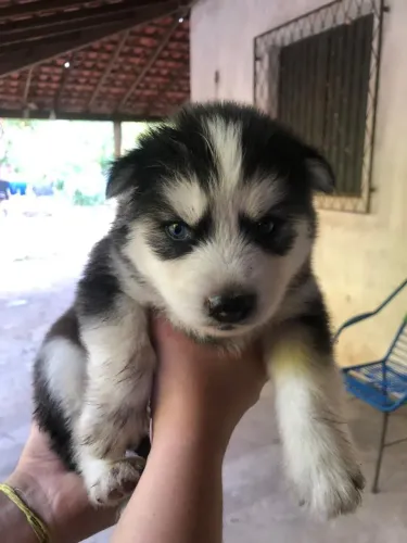Vende-se filhotes de Husky Siberiano