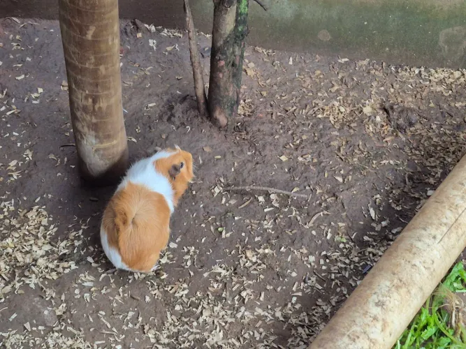 Porquinho da Índia