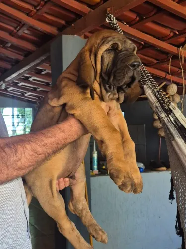 Animais doméstico