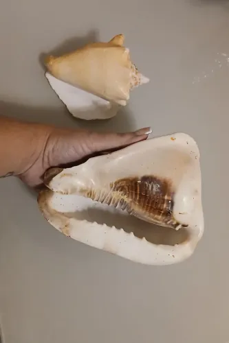 Duas conchas enormes intactas