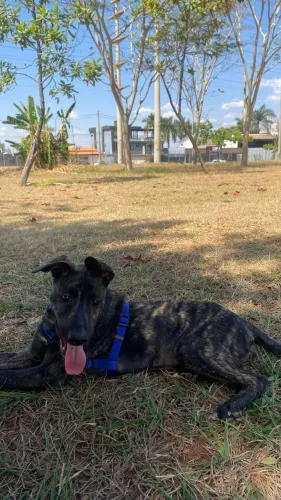 Doação de cachorro