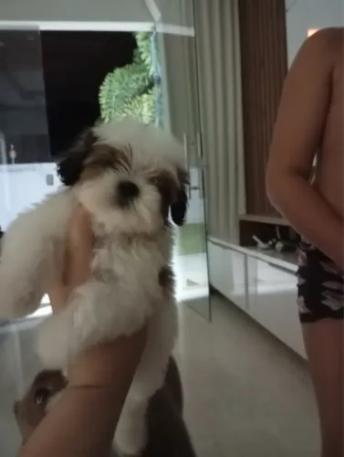 Shih tzu