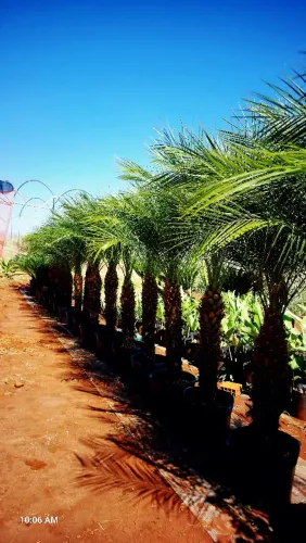 Palmeira Fenix  com 1,00m de tronco, vaso de 33litros