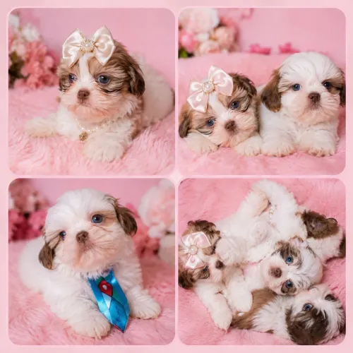 Shih tzu
