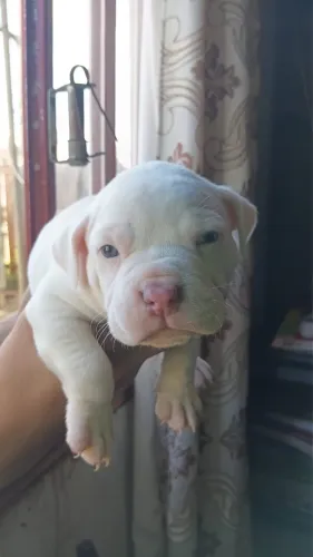 Pitty monster