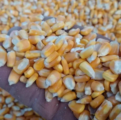 VENDA DE GRÃOS DIRETO DA FAZENDA ÓTIMO PREÇO E QUALIDADE SEM ATRAVESSADORES