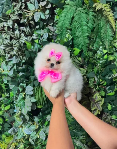 LULU DA POMERÂNIA URSINHO!!!