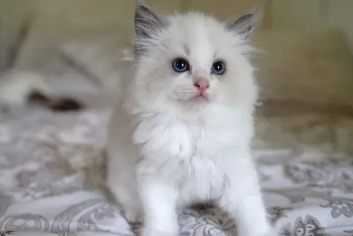 Ragdoll Uma raça de gato extremamente amorosa