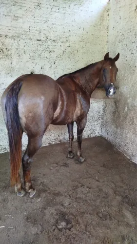 CAVALO DE DIREITA DE PATRÃO (oportunidade)