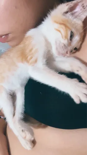 Filhote para adoção 