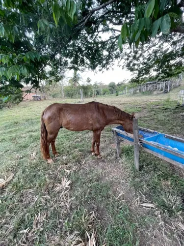 Cavalo muito andador baixeiro.