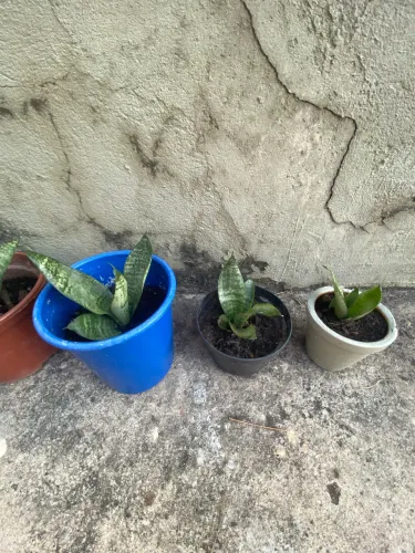 Plantas