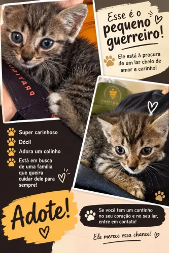 Doação de filhote de gato