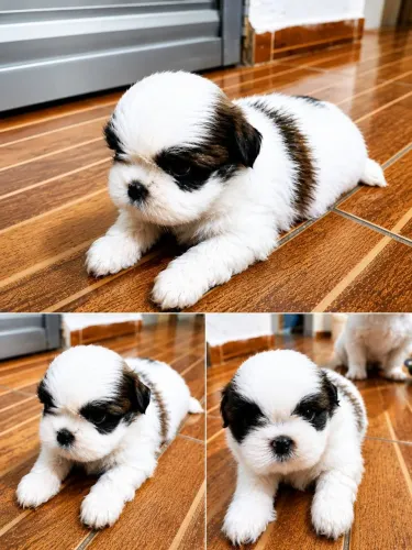 shih tzu