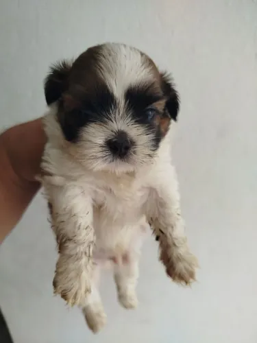 Lindos filhotes de SHIH TZU 