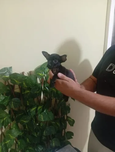 Companheiro de Porte Pequeno