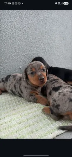 Vendo folhote de Dachshund(salsicha) arlequim