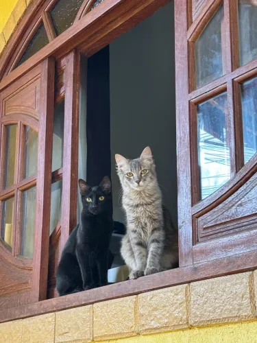 Doando 2 gatinho machos