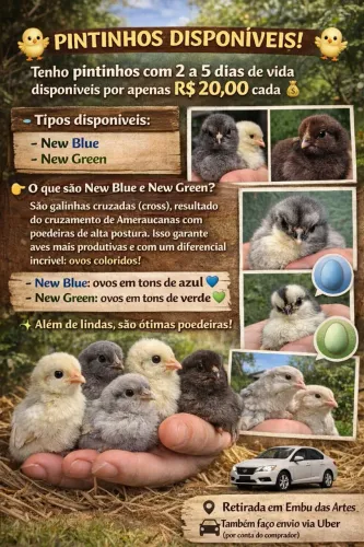 Pintinhos de New blue e New green de 3 a 10 dias de vida 