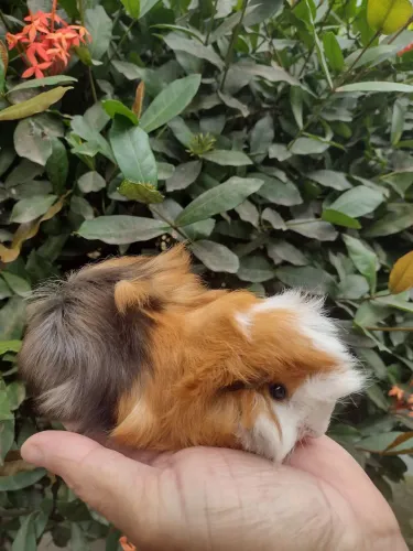 Porquinhos da índia filhotes Peruano e Sheltie