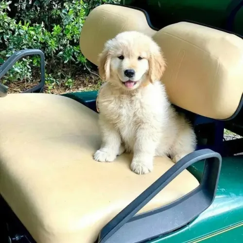 Filhotes de Golden Retriever | Amor peludo esperando você!