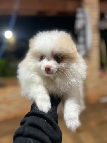 Spitz alemão fêmea