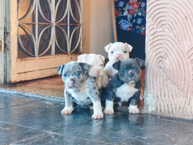 Lindos Filhotes de American Bully - Genética de Peso!
