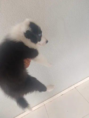 Border Collie