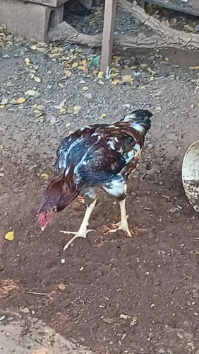 GALO Vendo ou troco