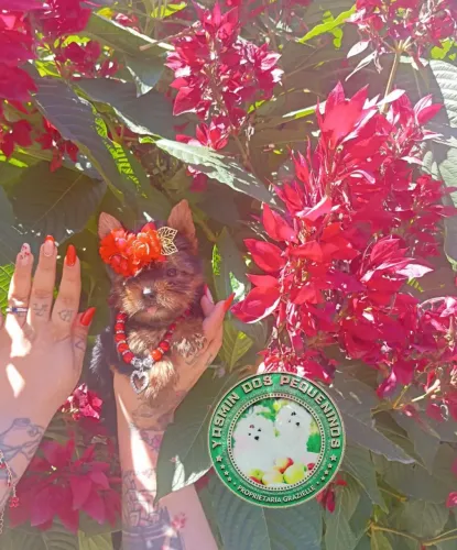 Promoção que cabe no Bolso Última Fêmea Yorkshire Terrier Alto Padrão
