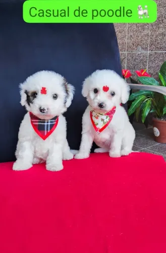 Poodle fêmea e macho 
