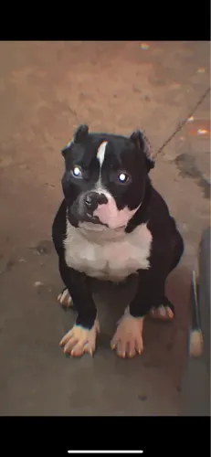 Filhote de American Bully 7 Meses