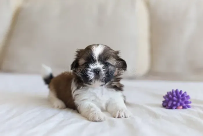 Filhote shih tzu um amor 4 patas imperdivel