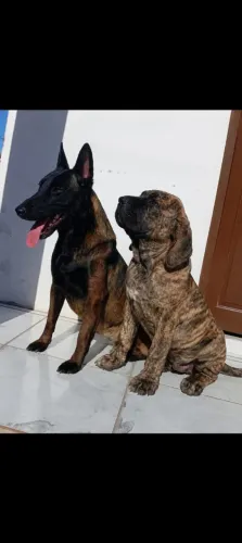 ? Filhote de fila brasileiro puro top pra venda?
