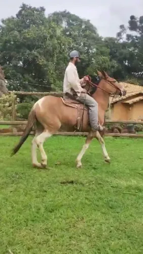 Mula pampa marcha picada