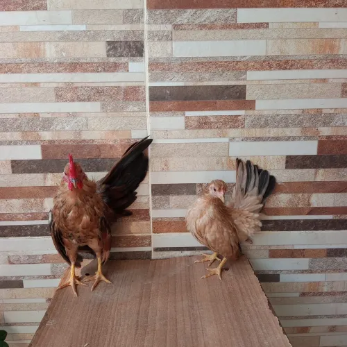 CASAL DE GALINHA SERAMAS (DOURADO)!