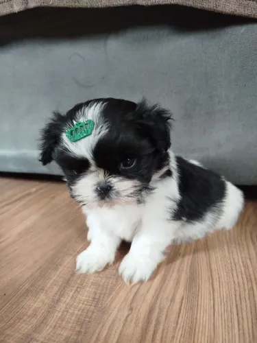 Shit zus Mini !