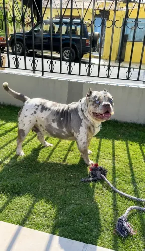 American Bully micro 