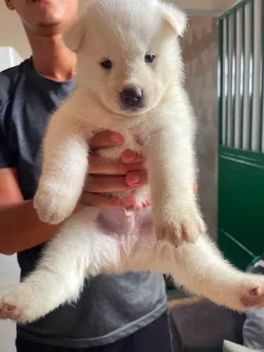 Filhotes de husky com Akita 
