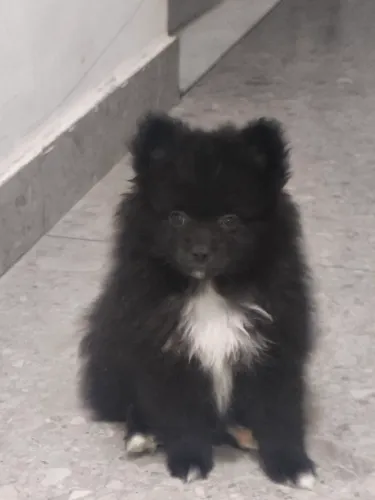 Lulu da Pomerânia Oferta Relampago