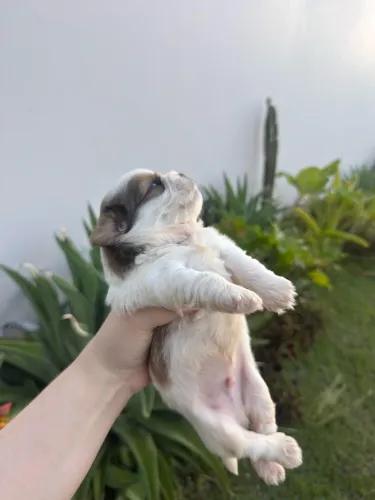 Filhotes de Shih Tzu