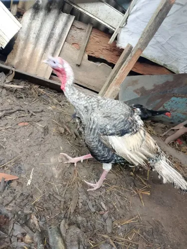 Peru