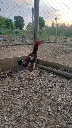 Galo e Galinhas