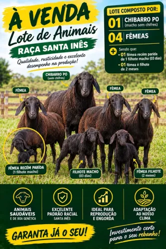 VENDO CARNEIROS SANTA INÊS