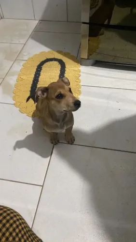Cachorro para doação ( adoção) urgente
