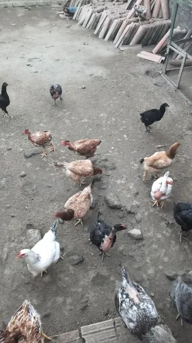 Vendo galinhas caipira